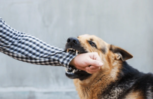 Houston Dog Bite Lawyer