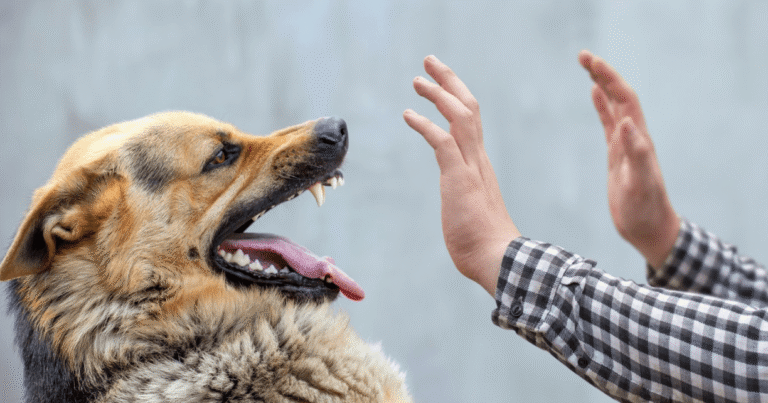 Dog Attack